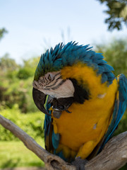 Indonesia, november 2019: Intensive blue and yellow colored feather structure of large parrot, Ara araurana. Wildlife photography