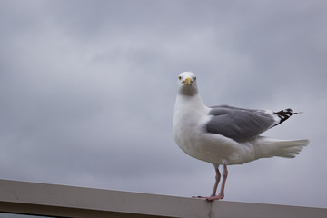 Seagull stood on seaside barrier ready to fly away in dover ferry terminal on a large ship vessel boat in front of the white cliffs wings spread wildlife yellow beak British.