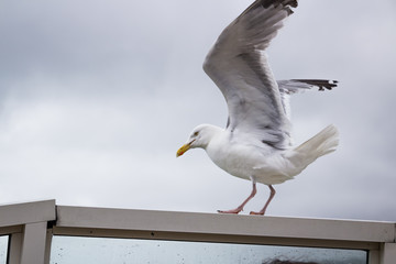 Seagull stood on seaside barrier ready to fly away in dover ferry terminal on a large ship vessel boat in front of the white cliffs wings spread wildlife yellow beak British.
