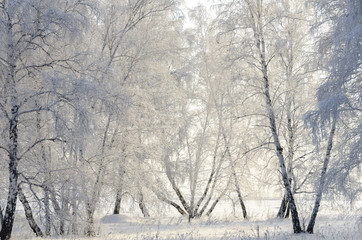 Fototapeta na wymiar frasty trees in winter