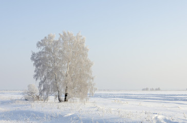 Obraz na płótnie Canvas winter landscape with frosty trees and snow