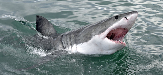 Great white shark with open mouth on the surface out of the water. Scientific name: Carcharodon...