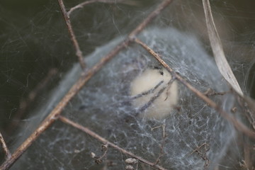 European Nursery Web Spider - Pisaura mirabilis