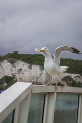 Seagull stood on seaside barrier ready to fly away in dover ferry terminal on a large ship vessel boat in front of the white cliffs wings spread wildlife yellow beak British.