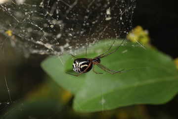 Filmy Dome Spider - Frontinella species