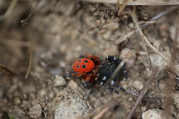 Ladybird Spider - Eresus sandaliatus