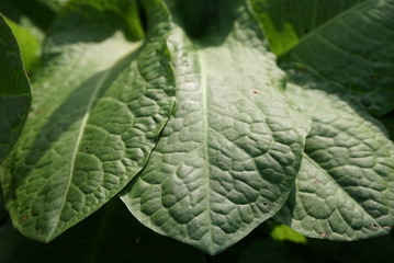 green leaves of a plant close up