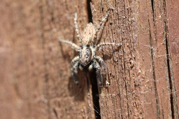 Jumping Spider - Menemerus semilimbatus