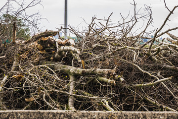 Obraz premium Bruges, Belgium Highway Full of Lorries Trucks artic arctic stand still traffic with deforestation pile of logs on the side of the motorway victim of growth ecological progression global warming