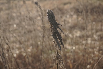 dry nettles on sky background