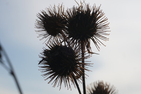 prickly seed burdock silhouette