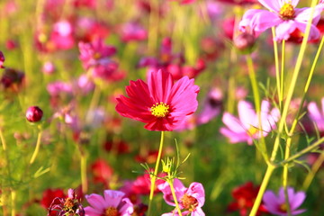 Fototapeta premium flowers in the garden