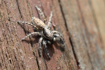 Jumping Spider - Menemerus semilimbatus