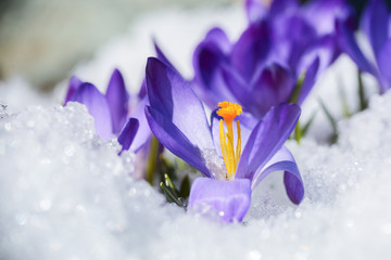 Crocuses in the snow