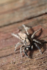 Jumping Spider - Menemerus semilimbatus