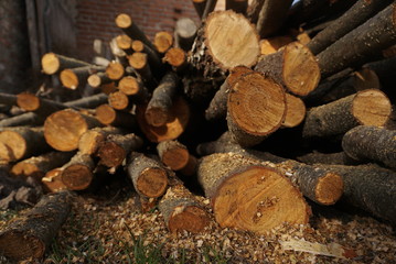 pile of wooden logs, logging