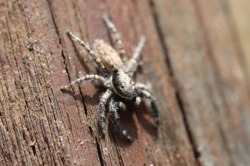 Jumping Spider - Menemerus semilimbatus