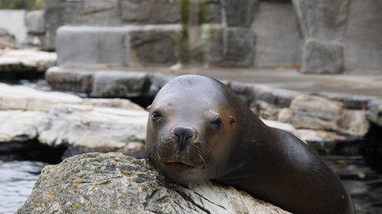 Fototapeta premium A family of Pacific Sea-lions having a dispute on a rock. 3 Sea-lions biting each other at the same time.