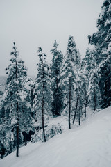 Trees strewn with snow in the winter forest.