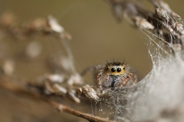 Jumping Spider - Mogrus neglectus
