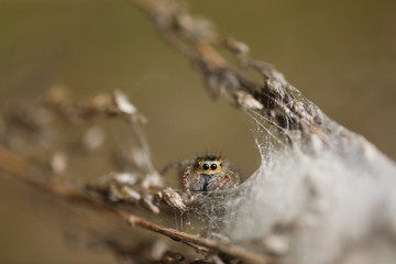 Jumping Spider - Mogrus neglectus