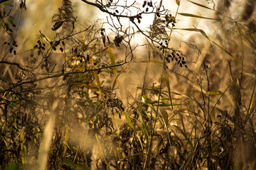 Beautiful close up of reed in fall colors with a blurry background, Biesbosch National Park, The Netherlands