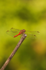 The ruddy darter (Sympetrum sanguineum) is a species of dragonfly of the family Libellulidae, Biesbosch National Park, The Netherlands