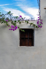 white wall with window and bougainvillea