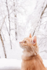 Red cat and snowy landscape outside the window