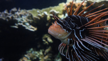 Exotic fish. Sea world, vibrant colors.