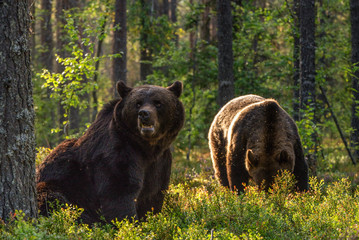 Adult Brown bears in the pine forest. Scientific name: Ursus arctos. Natural habitat. Autumn season.