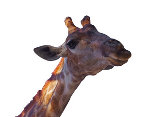 Giraffe head face isolated on white