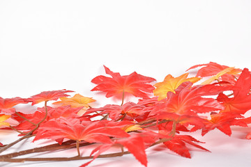 The red maple leaf on a white background