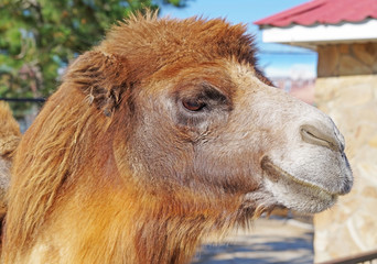 portrait of the beautiful camel in zoo