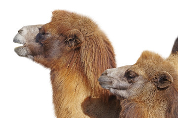 portrait of the big beautiful camels on white