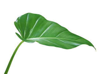 Fresh Green Leaf of Philodendron Plant Isolated on White Background with Clipping Path