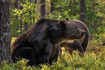 Adult Brown bears in the pine forest. Scientific name: Ursus arctos. Natural habitat. Autumn season.