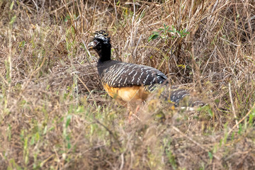Ein Nacktgesichthokko Weibchen läuft über eine Wiese in der Seitenansicht