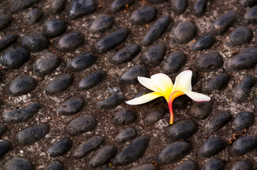road of pebbles with flower  typical of Madeira island