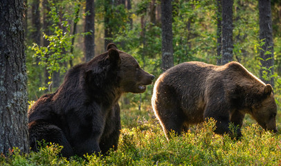 Adult Brown bears in the pine forest. Scientific name: Ursus arctos. Natural habitat. Autumn season.