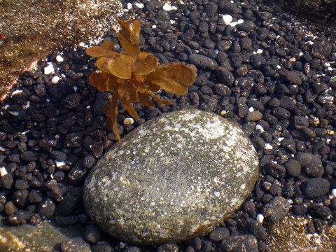 braunalge unter wasser in lavager&ouml;ll