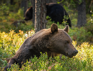 Fototapeta premium Adult Male of Brown bear in the pine forest. Scientific name: Ursus arctos. Natural habitat.