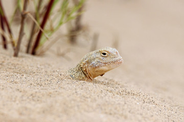 Toadhead agama Phrynocephalus mystaceus on a sand dune in Dagestan dug into sand. Lizard in wildlife.