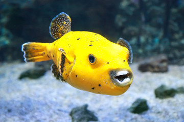 Yellow Blackspotted Puffer Or Dog-faced Puffer Fish © Tatiana Belova