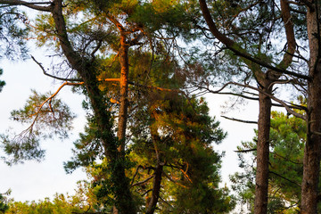 The background branches pine trees