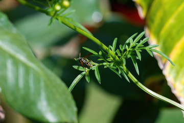  Insect on the leaves in the garden.