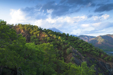 Naklejka premium Mountains overgrown with coniferous forest