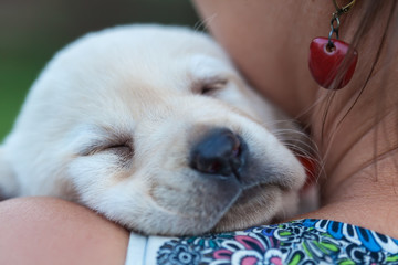 Woman holding her sleeping new puppy dog on her shoulders - close up