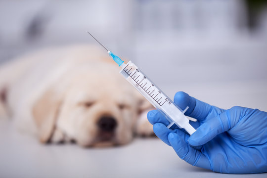 Animal healthcare professional hand holding syringe with vaccine for a small puppy dog in the background