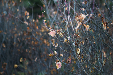 Branches with dry leaves in the winter